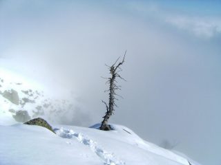 Totem e tabù