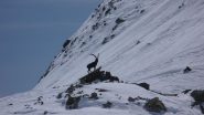 Lo stambecco (finto) vicino al passo