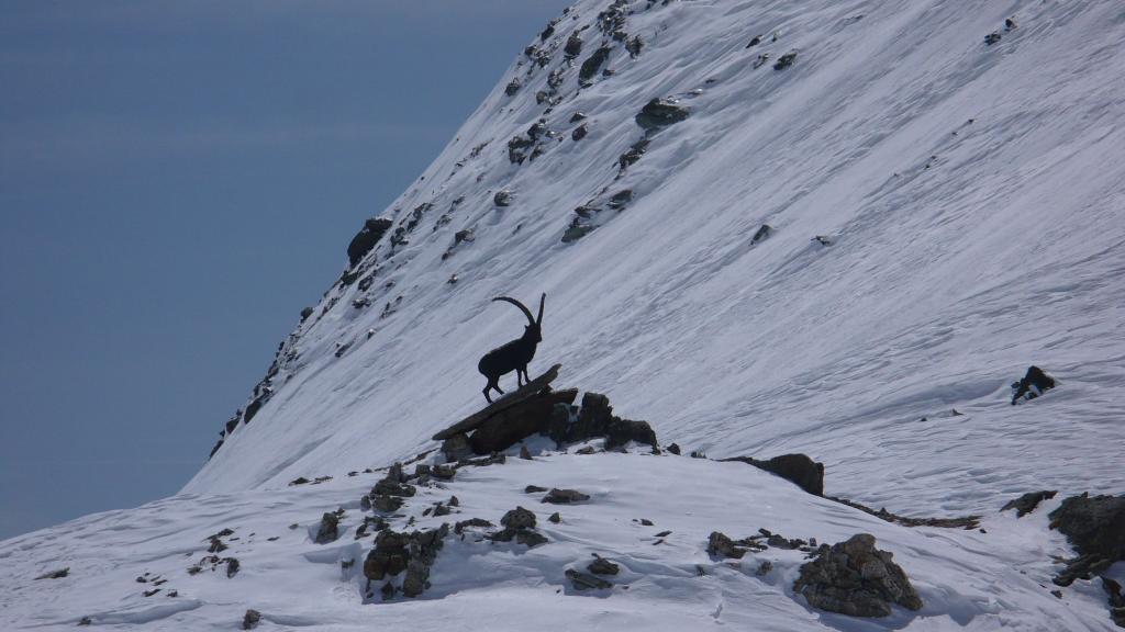 Lo stambecco (finto) vicino al passo