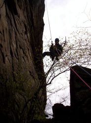 forny si incastra nella pianta