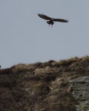 la seconda aquila (erano una coppia)