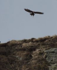 la seconda aquila (erano una coppia)