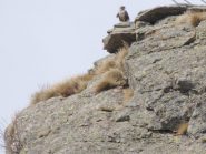 la prima aquila