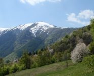 Pigna dalla Val Ellero(foto  2011)