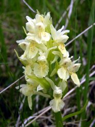 adesso ci sono le orchidee fiorite