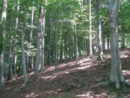 La bella faggeta del Bric Filia