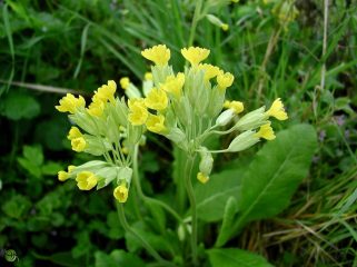 primula officinale e... volendo, da frittata