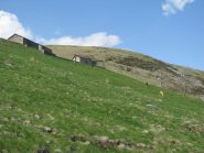 Coppia di cavalli alle Tre Cascine