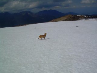 Tata sulla neve in discesa.