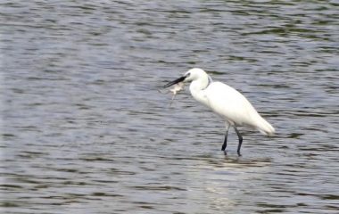 pranzo assicurato a base di ranocchio