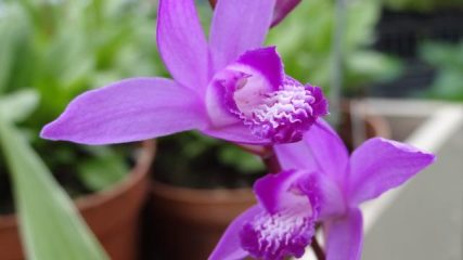 orchidea