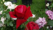 rose rosse