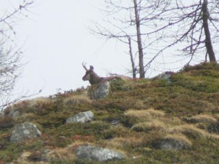 Camoscio