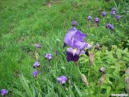 iris del parco di capanne di marcarolo