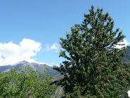Ciliegio e Zerbion da Meran 