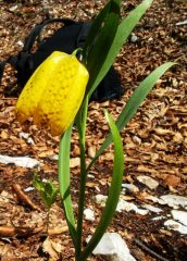 fritillaria