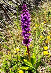 orchidea maschio