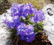 primula impolverata