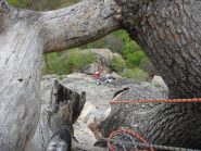 la bellissima sosta sull'albero del 4 tiro di bon ton