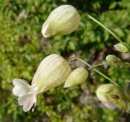 silene fiorita