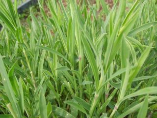 silene da raccogliere