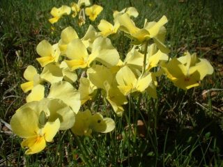 la viola gialla, un tempo veniva raccolta e venduta 