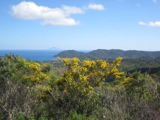 bellissima fioritura
