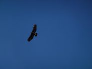 un saluto rapace