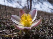 Pulsatilla vernalis - anemone primaverile