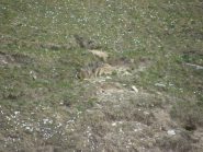 marmotte curiose