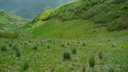 Il sentierino che dal colle della Gorgia scende al gias o C. della Presa