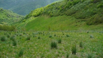 Il sentierino che dal colle della Gorgia scende al gias o C. della Presa
