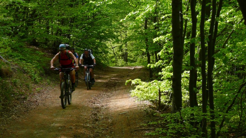 Nell'abetaia all'altezza del colle Angelino