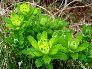 euphorbia gibelliana