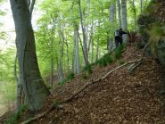 nel bosco di faggi sopra a zambranch