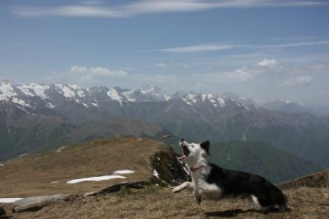 Il cane dell' amico di San Chiaffredo di Busca.