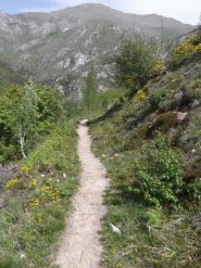 sempre lungo il sentiero dei ciclamini