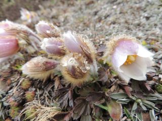 Anemoni con la brina nei prati di Belalp