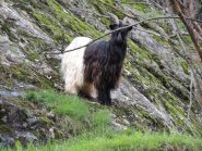 Walliser Schwarzhalsziege 