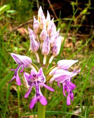 orchidea