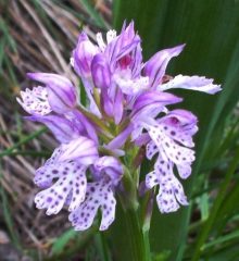 orchidea