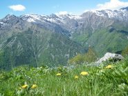 Fiori nei pressi delle Tegge Castelletto