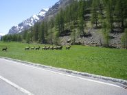 stambecchi a fianco della strada....