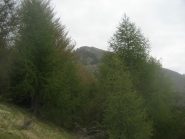 uscita dal bosco, monte Alom al centro della foto