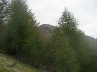 uscita dal bosco, monte Alom al centro della foto