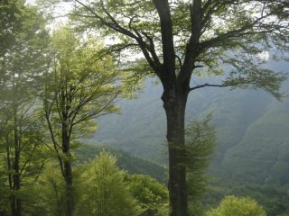verde su verde: scorcio del panorama durante la salita