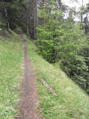 bel tratto di discesa nel bosco