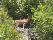 02 - Magnifico cervo visto vicino ad Eclause