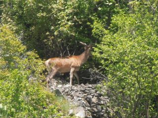 02 - Magnifico cervo visto vicino ad Eclause