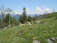 fioritura di narcisi al Col Portia.